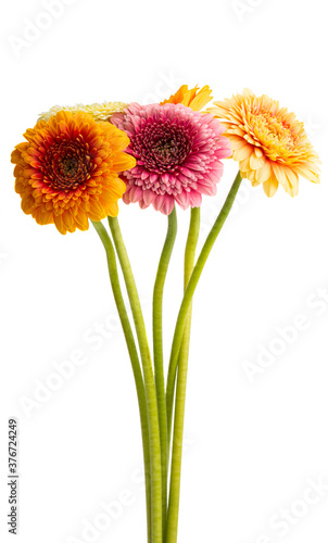 gerbera pomponi isolated