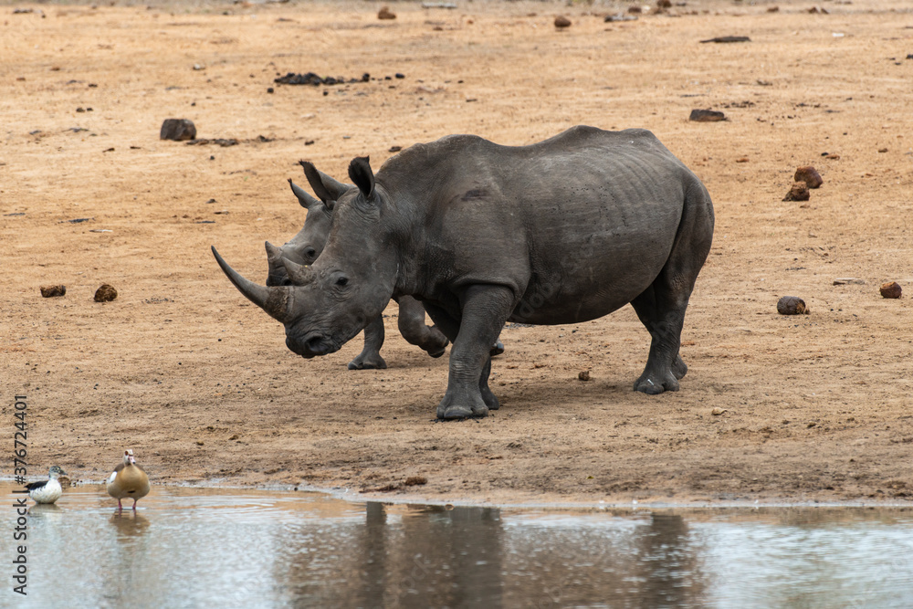 Fototapeta premium Rhinocéros blanc, femelle et jeune, white rhino, Ceratotherium simum, Parc national Kruger, Afrique du Sud