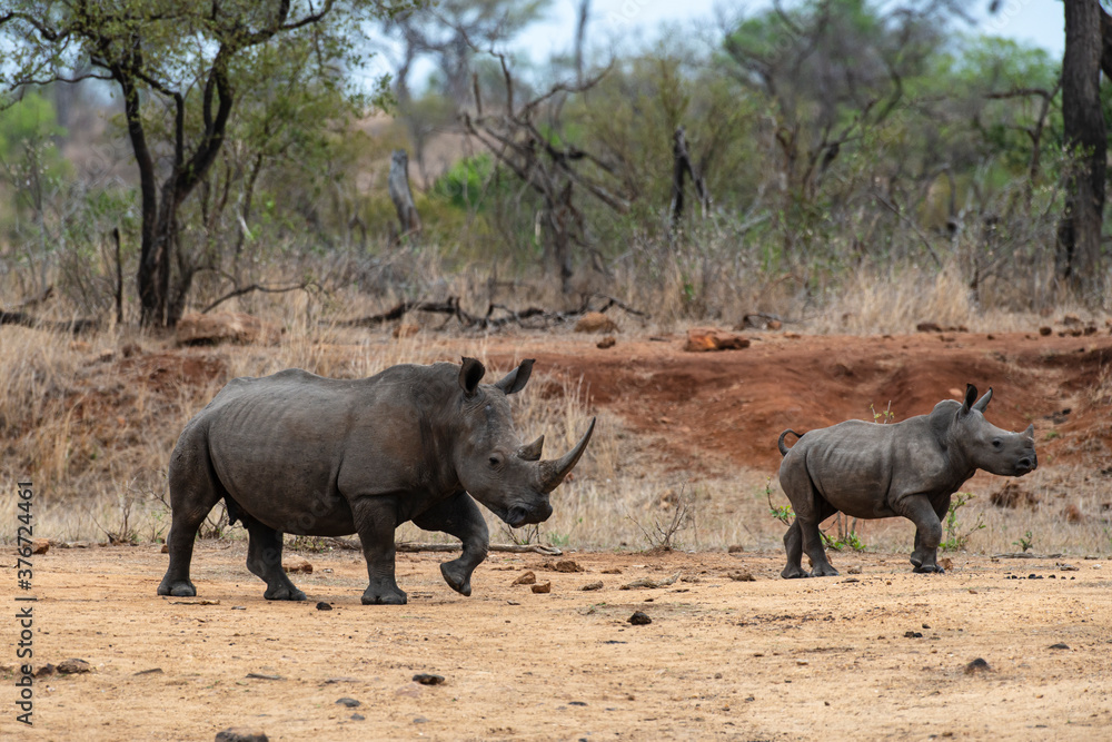 Rhinocéros blanc, femelle et jeune, white rhino, Ceratotherium simum, Parc national Kruger, Afrique du Sud Rhinocéros blanc, femelle et jeune, white rhino, Ceratotherium simum, Parc national Kruger, Afrique du Sud