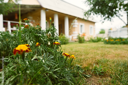 Blooming marigolds against the backdrop of a country house. Background image © Viktoryia