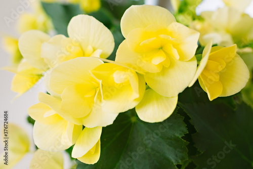 Bright yellow begonia flower. Home floriculture concept