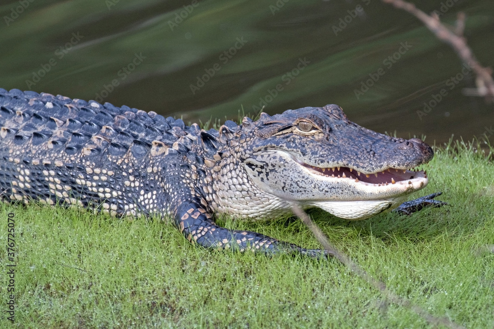 Fototapeta premium Alligator sitting in the grass near a pond