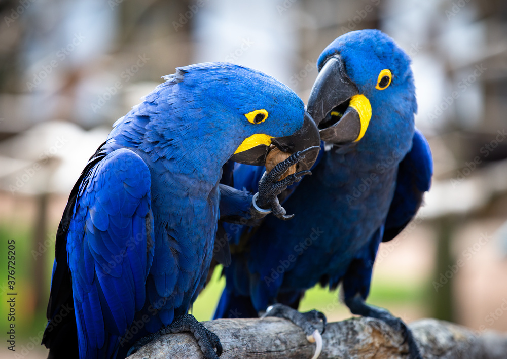 Two blue and yellow Hyacinth Macaws (parrots), fighting over walnut
