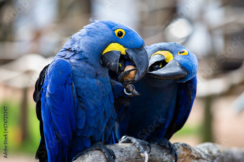 two blue and yellow Hyacinth Macaws (parrots), fighting over walnut photo