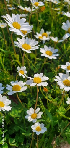 Fototapeta Naklejka Na Ścianę i Meble -  white daisies in a field
