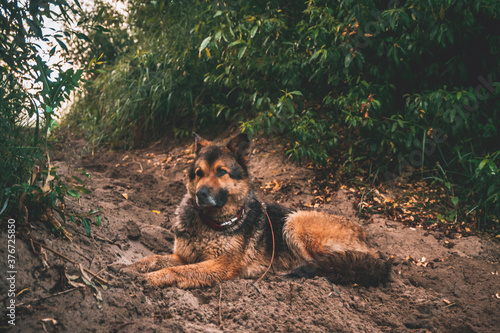 german shepherd dog