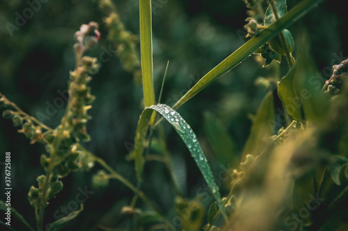 green grass in the morning