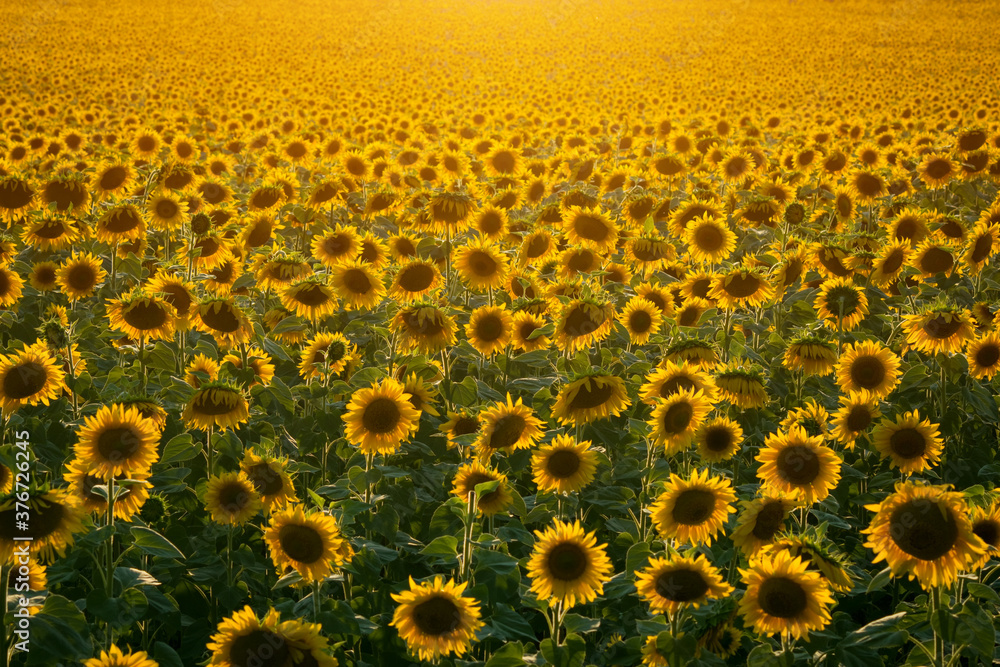Evening scenic sunflowers field with warm sunlight. Evening scenic sunflowers field with warm sunlight.