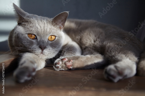 portrait of a funny sleepy british cat