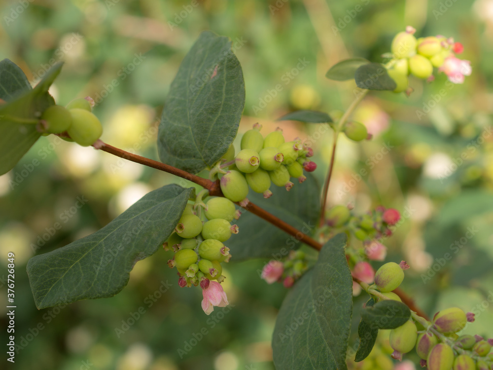 Fototapeta premium snowberry with green berries