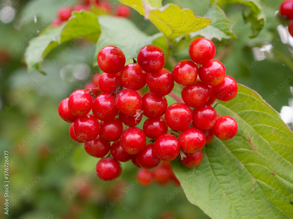 viburnum berries closeup viburnum berries closeup