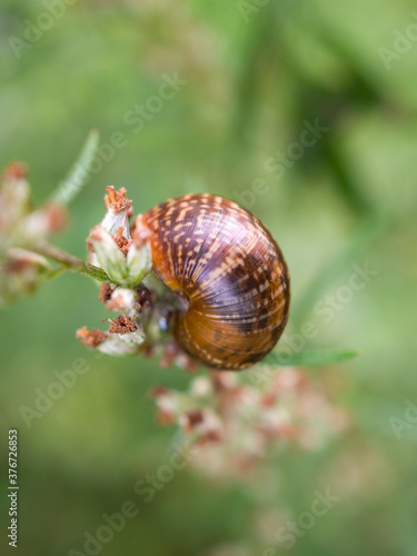 snail on a plant stem