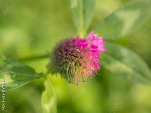 blooming clover in the foreground