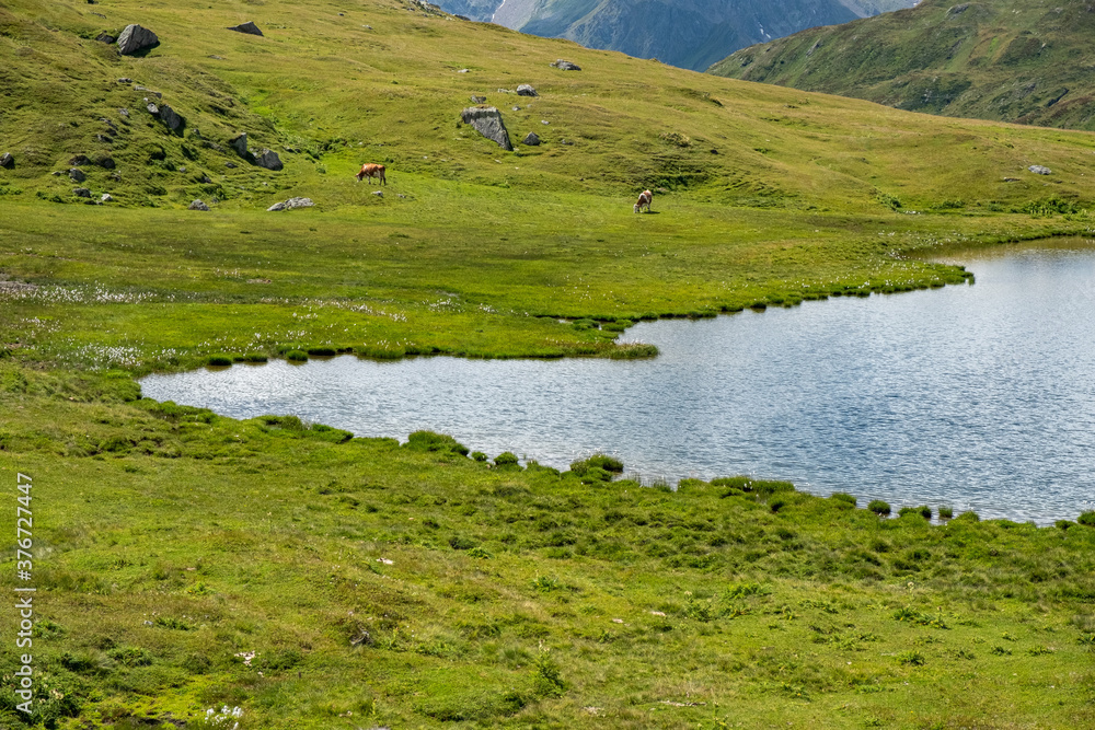 Panoramic view of a lake among alpine pastures.