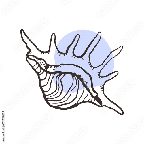 Lambis tiger shell, natural, milipeda.Seashell from the bottom of the ocean,linear sketch for the design of the menu of a sea restaurant, spa and massage center, relaxation and relaxation areas,tattoo