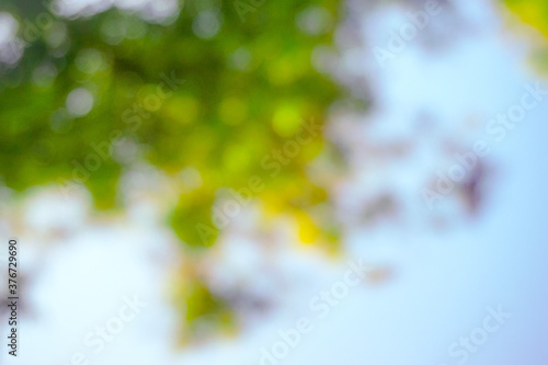 Blurred leaf and trees for abstract natural background 