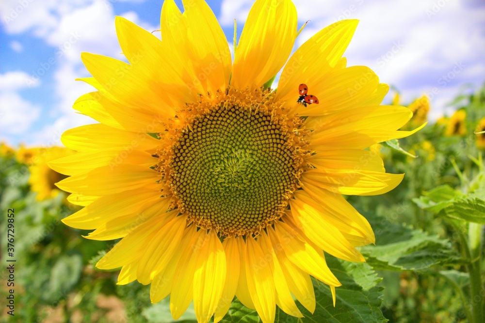 Detail of a sunflower flower with ladybug.View to the center of a yellow sunflower. Detail of a sunflower flower with ladybug.View to the center of a yellow sunflower.