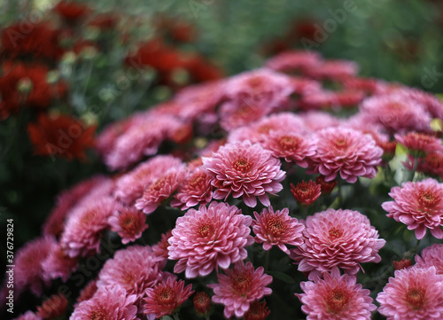 autumn flowers. astras.