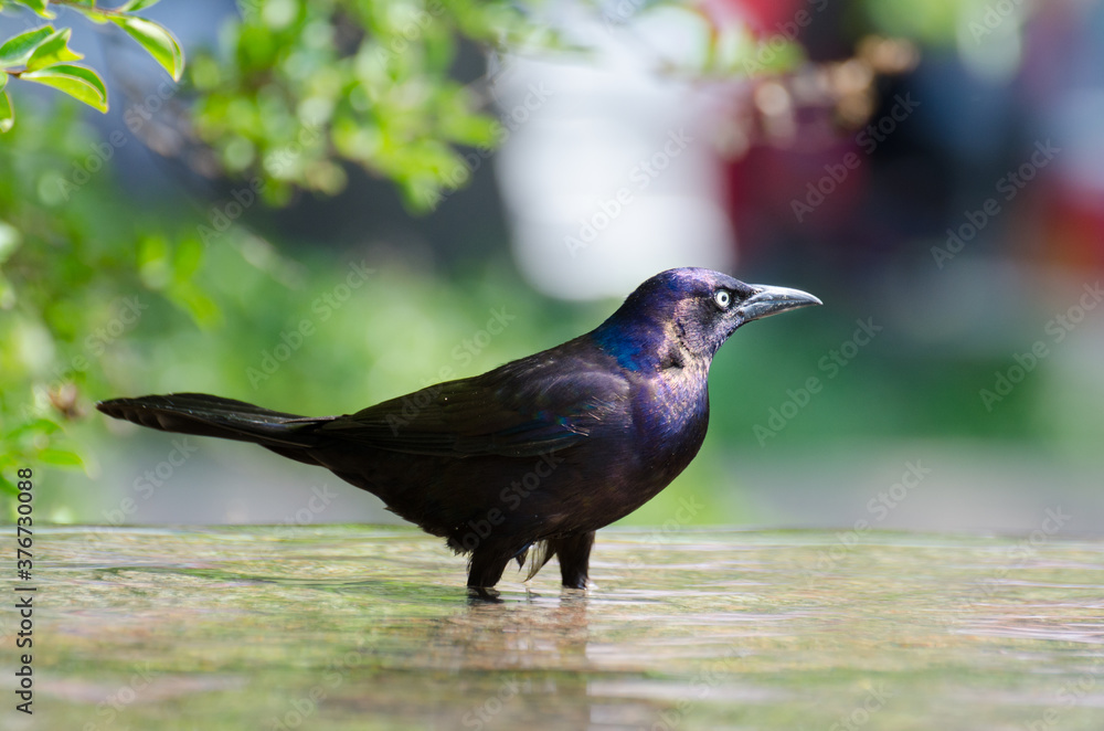 Fototapeta premium A bird having a bath in a park pool in the summertime