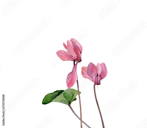 Two watercolor cyclamen on a white background