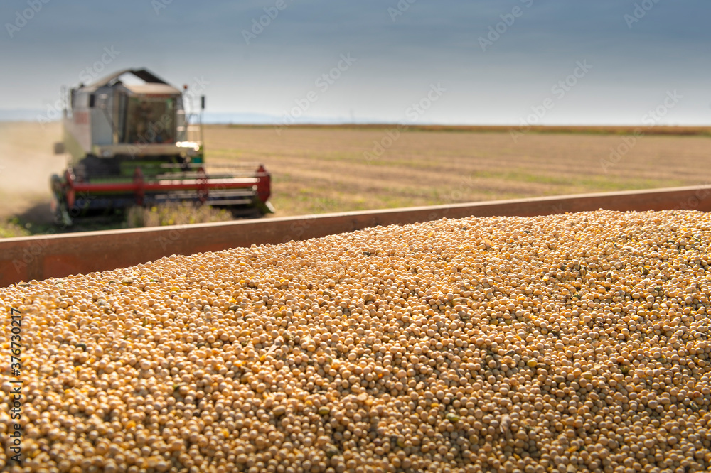 Fototapeta premium Harvesting of soybean field with combine.