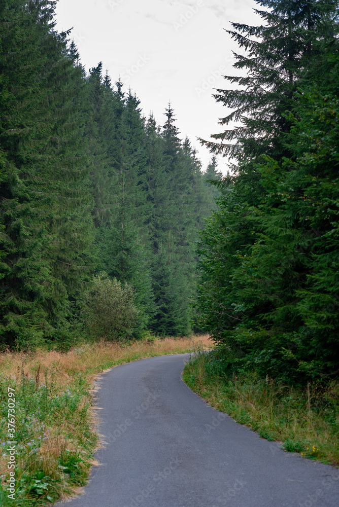 Fototapeta premium The road through nature