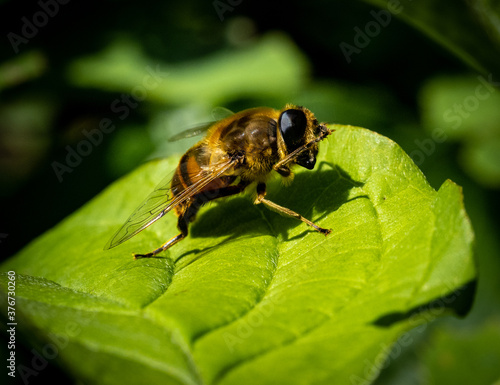 Face washing yellow tailed hoverfly in the garden