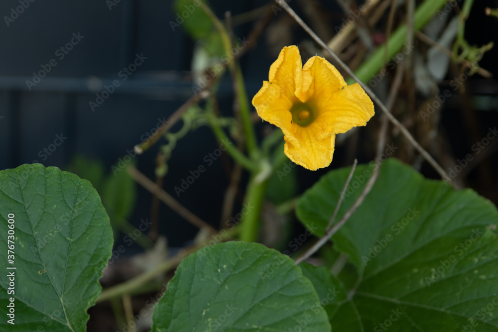 Kürbisblüte Kürbisblüte