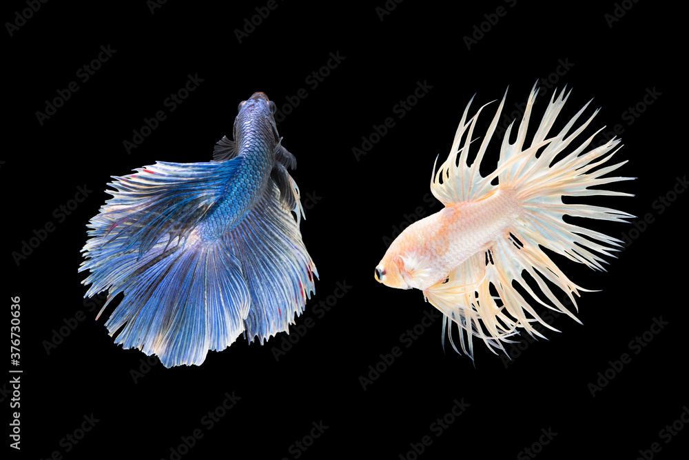 Betta fish Sparkling, two siamese fighting fish, betta splendens (Halfmoon betta Betta fish Sparkling, two siamese fighting fish, betta splendens (Halfmoon betta