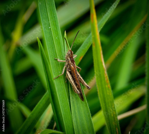 Brown field grasshopper sitting in the grass meadow