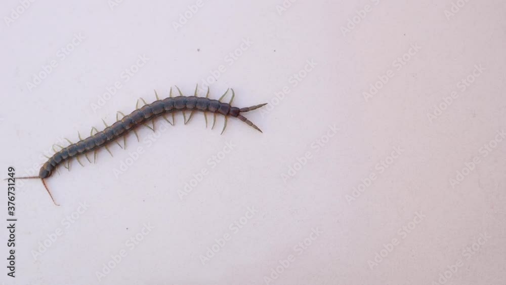 centipede
close up of centipede isolated on a white background.
closeup of centipede
super macro centipede.
insect, insects, bug, bugs, animal, animals, wildlife, woods, forest, wild nature, garden centipede
close up of centipede isolated on a white background.
closeup of centipede
super macro centipede.
insect, insects, bug, bugs, animal, animals, wildlife, woods, forest, wild nature, garden