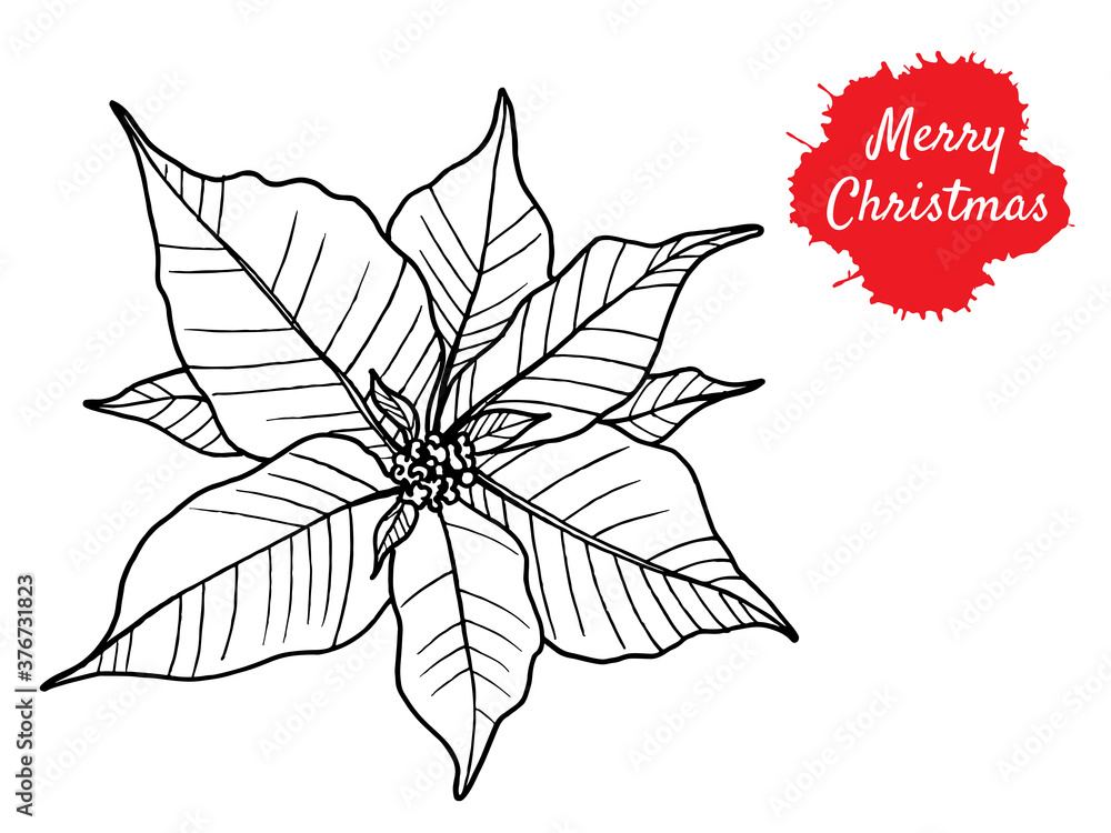 Merry Christmas greeting card. Poinsettia in doodle line style, modern illustration isolated on white background. Merry Christmas greeting card. Poinsettia in doodle line style, modern illustration isolated on white background.