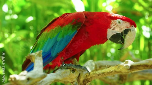 Colorful portrait of Amazon red macaw parrot against jungle. Motion closeup of wild ara parrot head on green background. Wildlife and rainforest exotic tropical birds as popular pet breeds