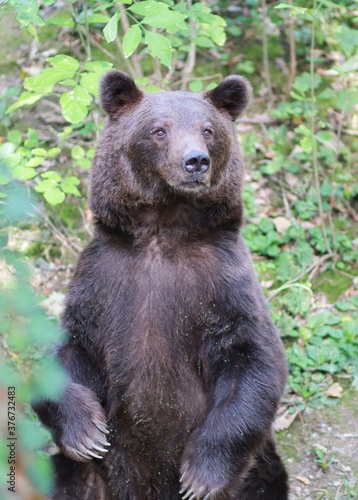 brown bear  © Konstantin 