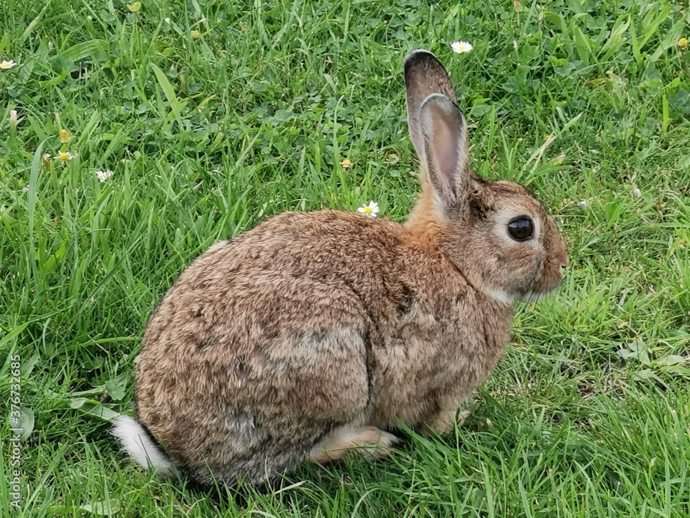 Kleines wildes Kaninchen, Feldhase auf der Weise Kleines wildes Kaninchen, Feldhase auf der Weise