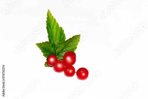 red currant branch isolated on white background