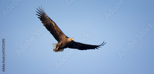 Very nice adult White-tailed eagle in flight.