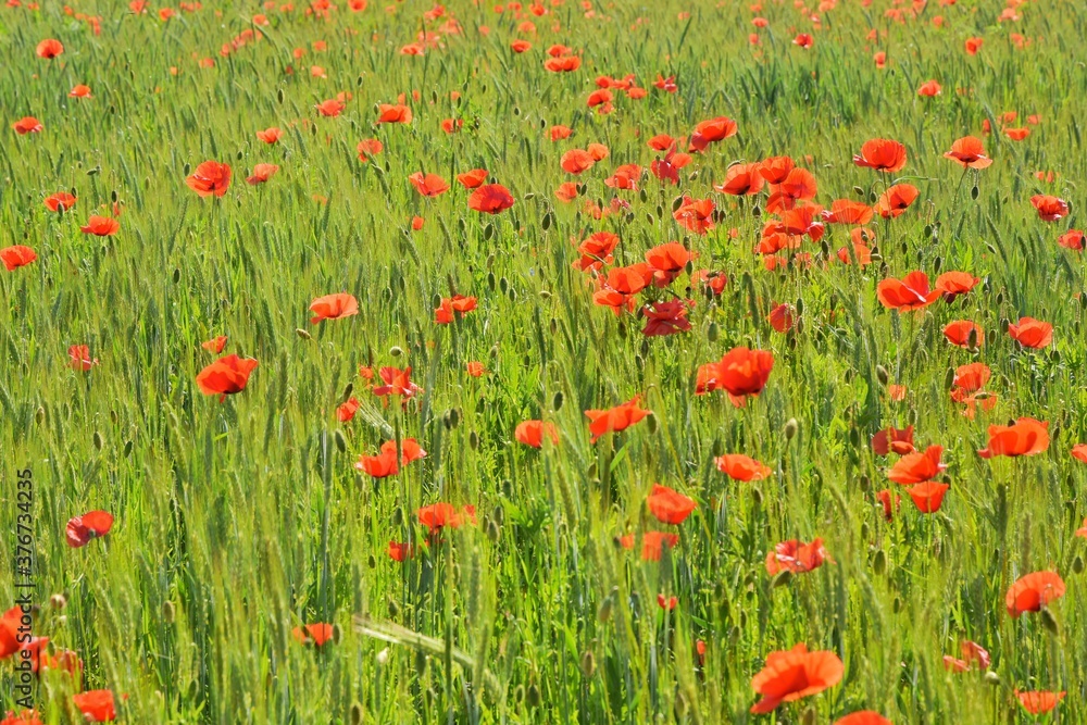field with beautiful red poppy flowers and green wheat. Uncultivated field with poppy flowers 