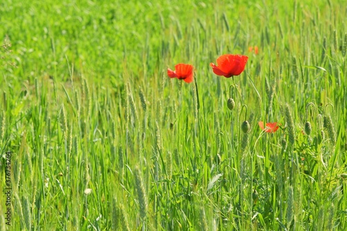 Red poppy flowers on a green wheat field, selective focus. 