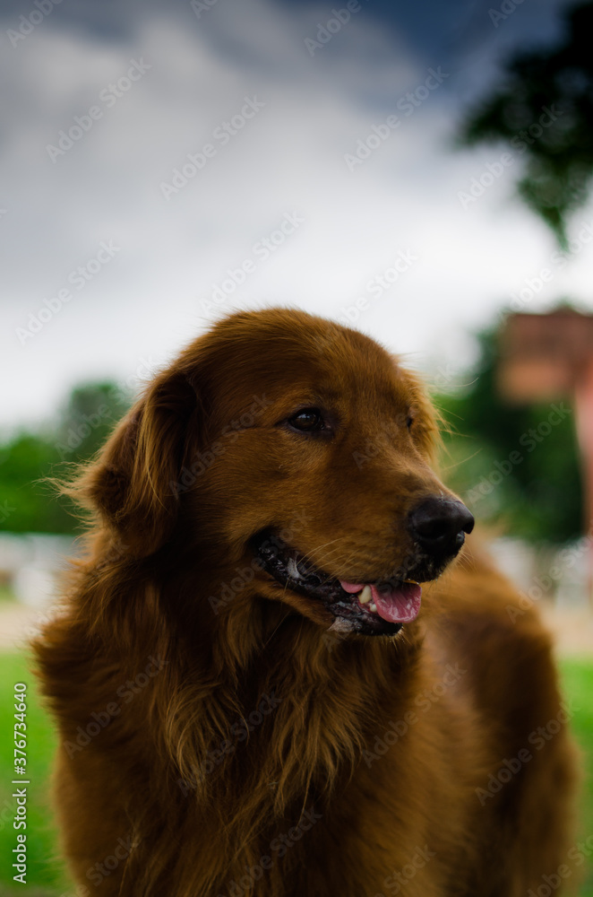 retrato de un perro, canino, golden retriever, 