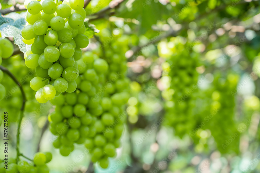 Sun rose grapes grown on trees Sun rose grapes grown on trees