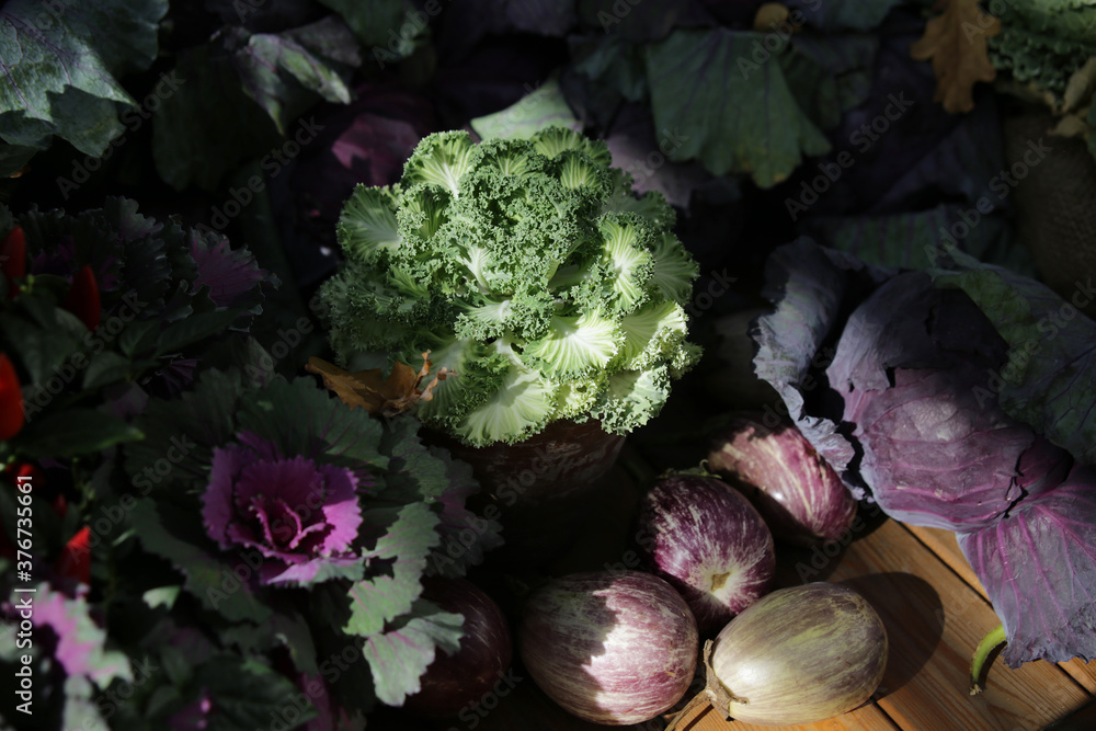 still life with decorative cabbage