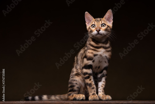 Wallpaper Mural Beautiful Pure breed Bengal male kitten/cat	 Torontodigital.ca