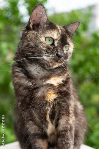 Wallpaper Mural portrait of domestic tortoiseshell cat on nature background Torontodigital.ca