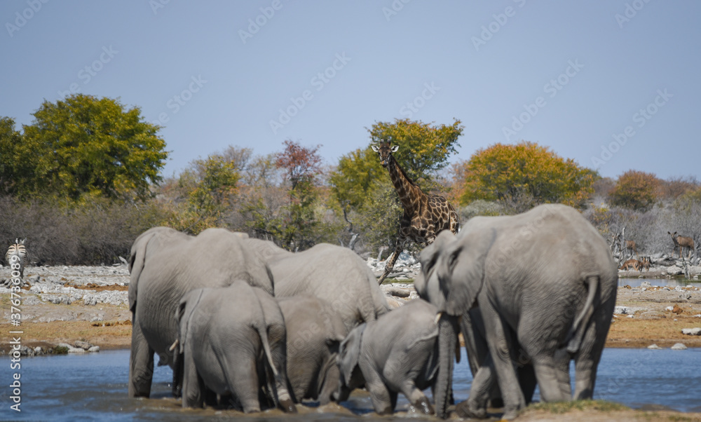 Obraz premium Giraffe im Etosha National Park Namibia Südafrika