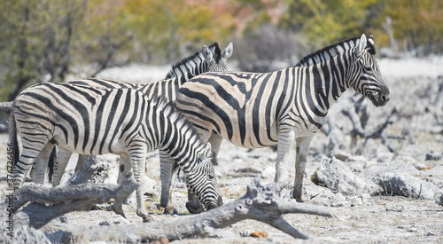 Zebras im Etosha National Park Namibia S  dafrika