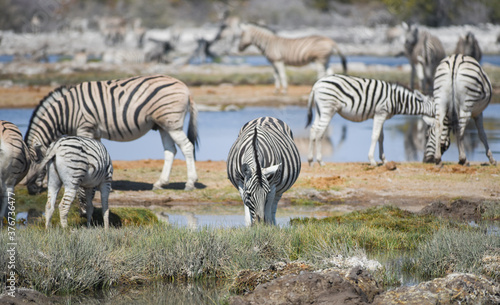 Zebras im Etosha National Park Namibia S  dafrika