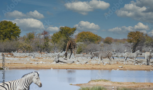 Zebras im Etosha National Park Namibia S  dafrika