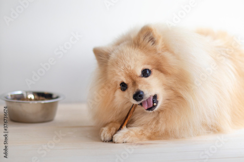 Feeding of dog. Cute happy Pomeranian Spitz puppy is eating, biting a chew bone or stick. Treat for pet and bowl of dry food