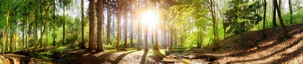 Forest panorama with a stream and a bright sun shining through the trees - obrazy, fototapety, plakaty 
